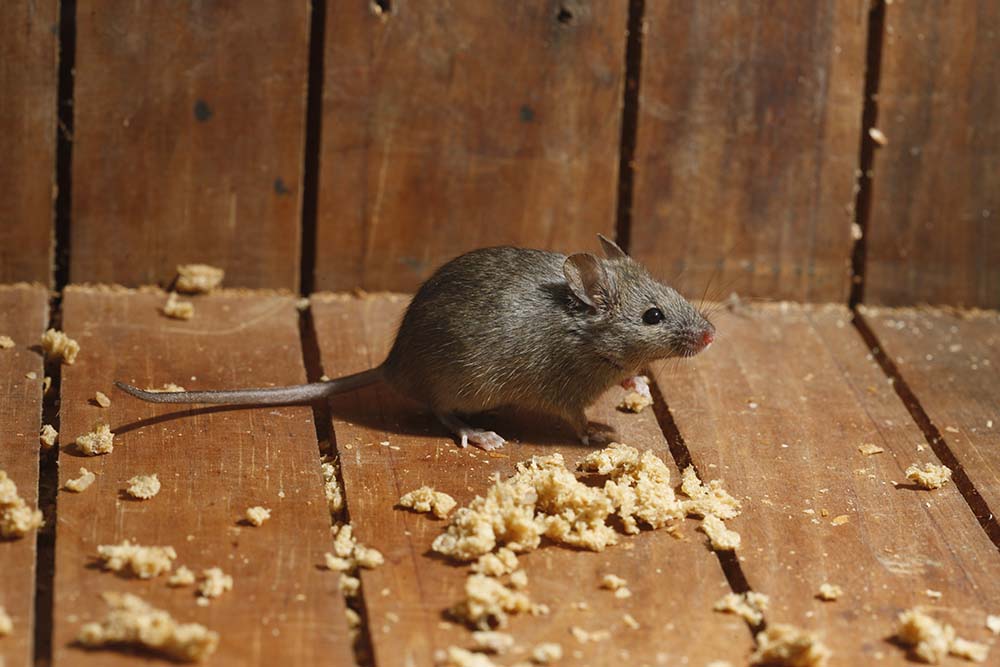 Mice Infestation and Extermination During the Winter