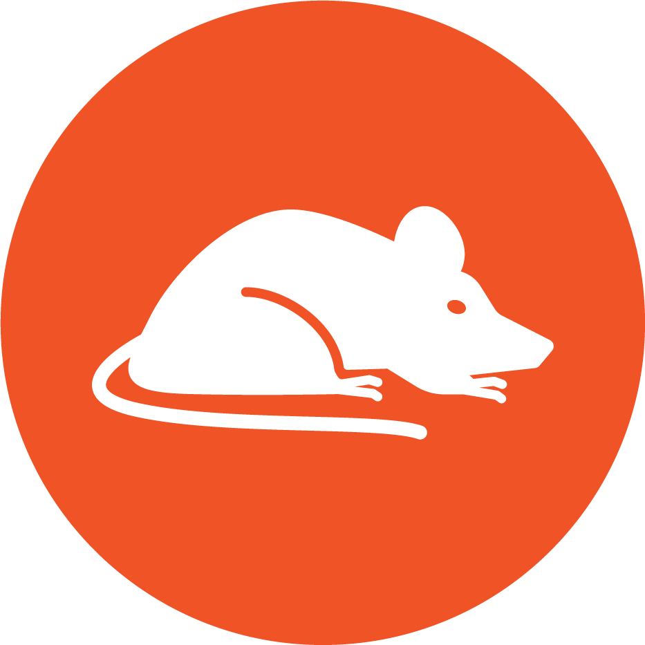 Pest-Control-Rodents