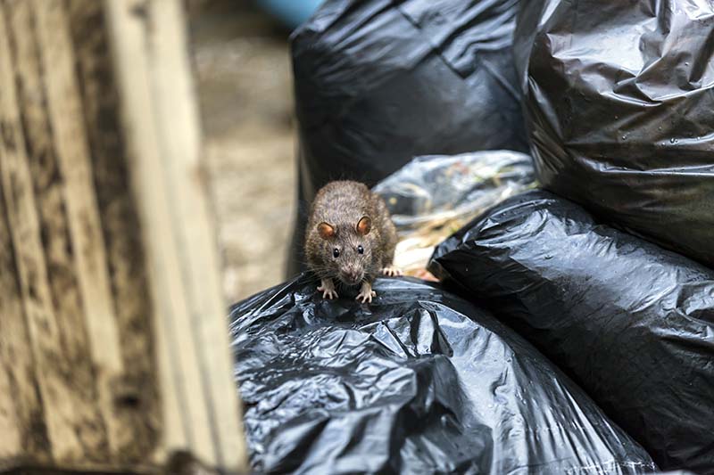 Effective Rodent Control/Removal Tips To Keep Your Home Mouse And Rat Free
