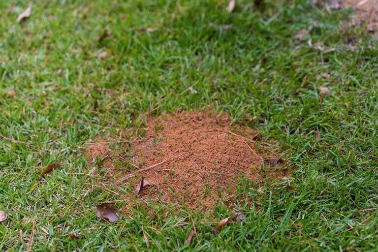 Identifying and Defeating Fire Ants Home Run Pest & Termite Control