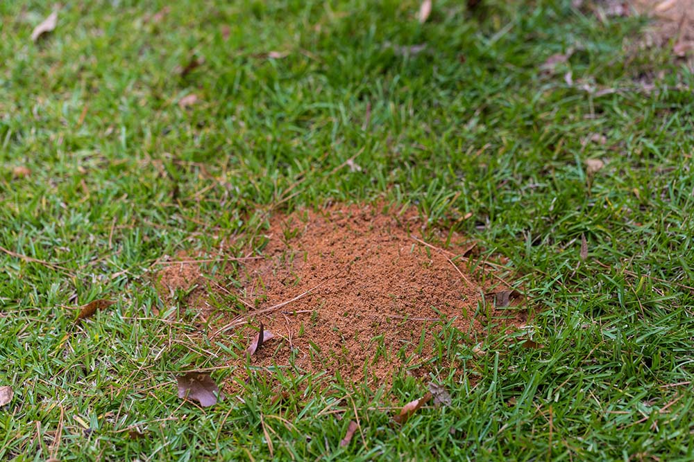 Identifying and Defeating Fire Ants