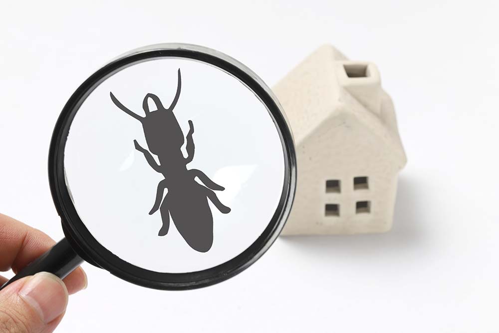 Four Signs You May Have Termites In Your Home