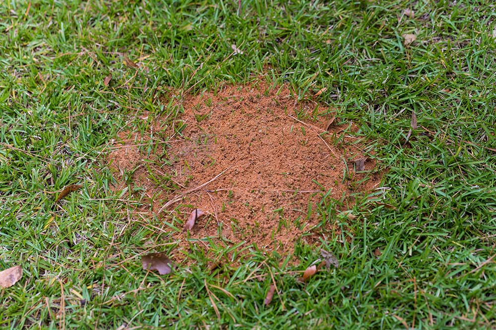 Identifying a Fire Ant Mound in Your Yard