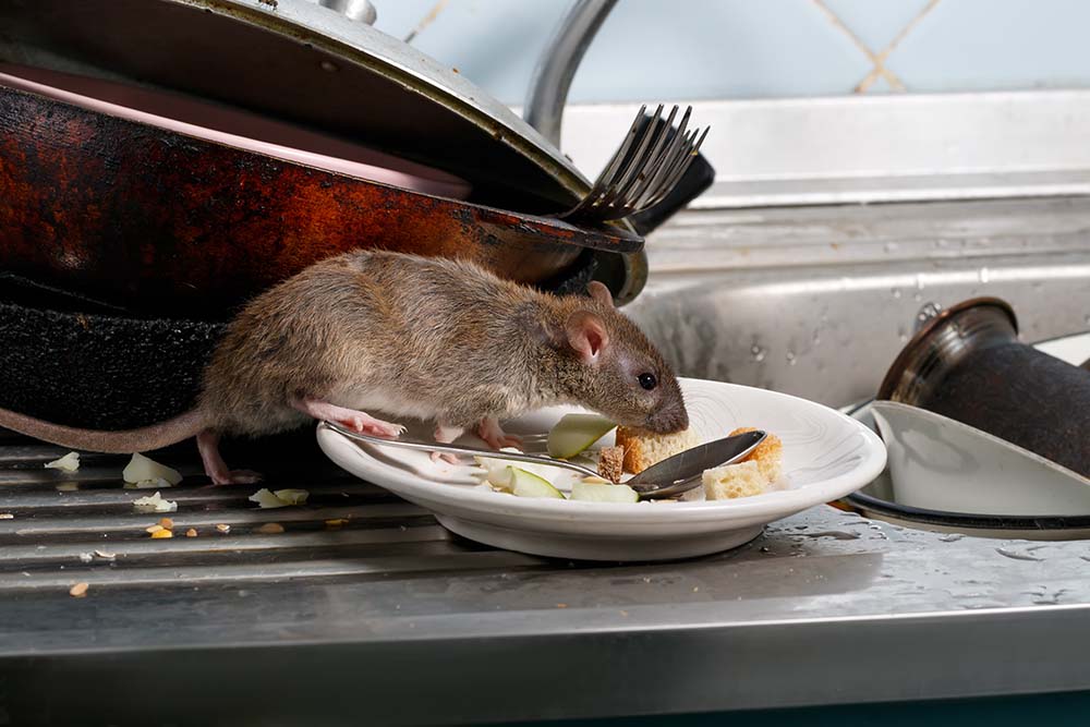 6 Things That Attract Rats to Your House - Midway Pest Management