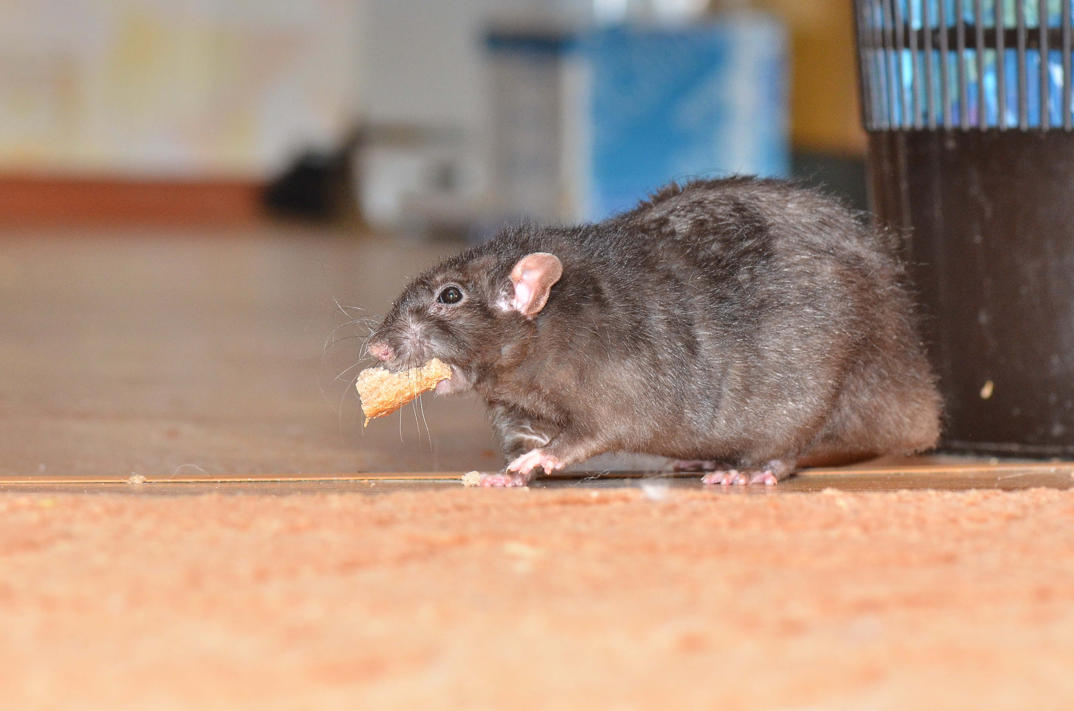 The Complete Guide to Rodent Pest Control for the Homeowner