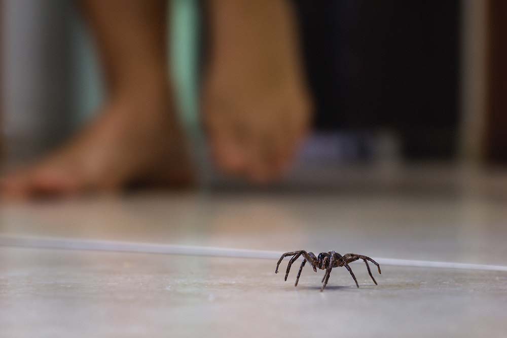 Why a Rise in House Spiders Means a Need For Pest Control