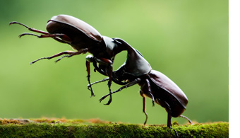 dallas beetle pest control