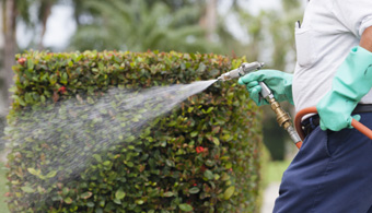 The Time of Year to Spray for Bugs