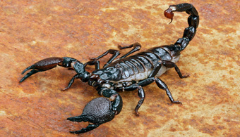dallas scorpion removal