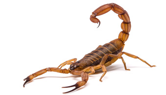 dallas scorpion pest control