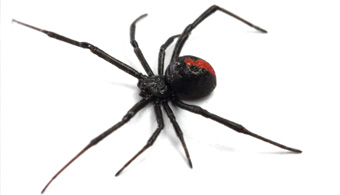 10 Spiders Found in Texas
