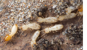 Termite Control in Dallas
