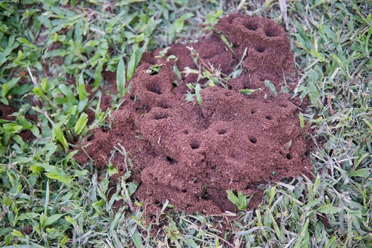Why Do Fire Ants Keep Coming Back? Home Run Pest & Termite Control