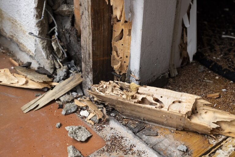 3 Reasons To Consider A Termite Protection Plan In Dallas