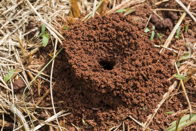 Fire Ants How To Control Them Home Run Pest & Termite Control