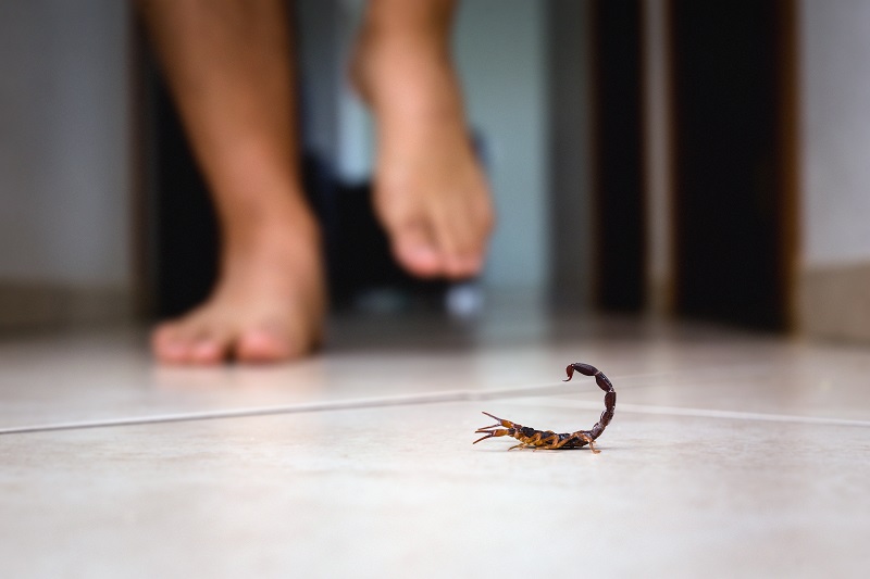 Beware the Sting: Tackling the Scorpion Invasion in North Texas