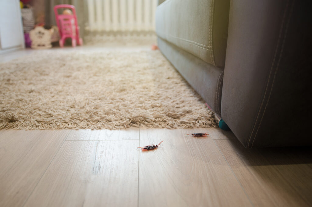 3 Signs That You May Have A Cockroach Problem In Your home