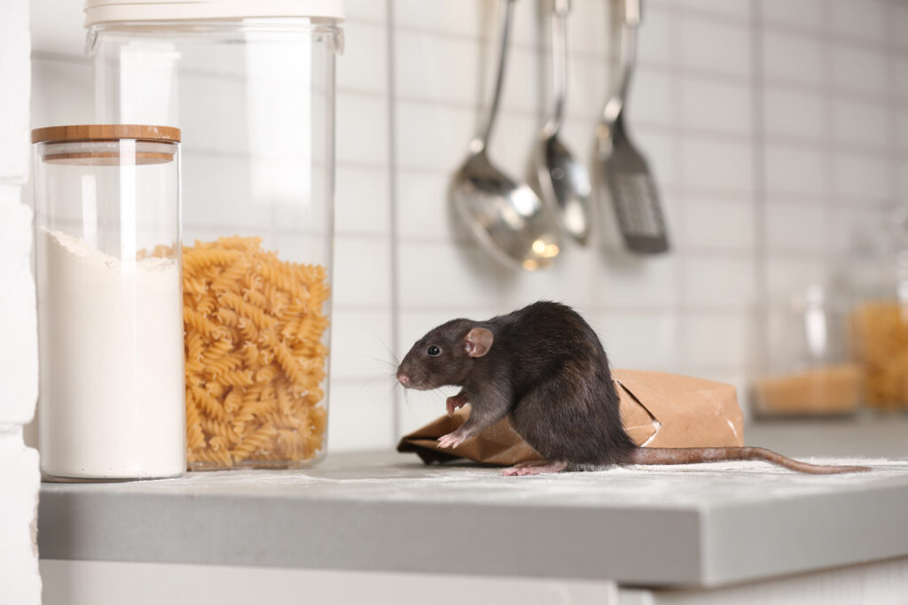 8 Ways To Keep Mice and Rats Out of Your Home