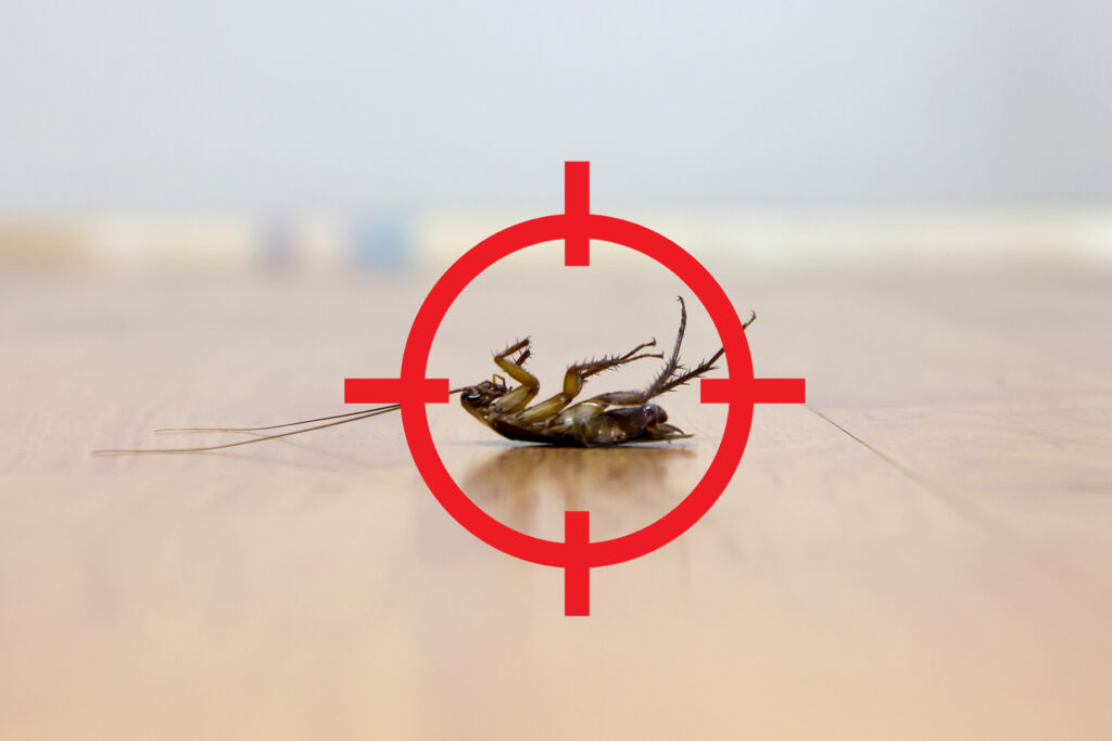 Understanding the Habits of Roaches: Effective Roach Control