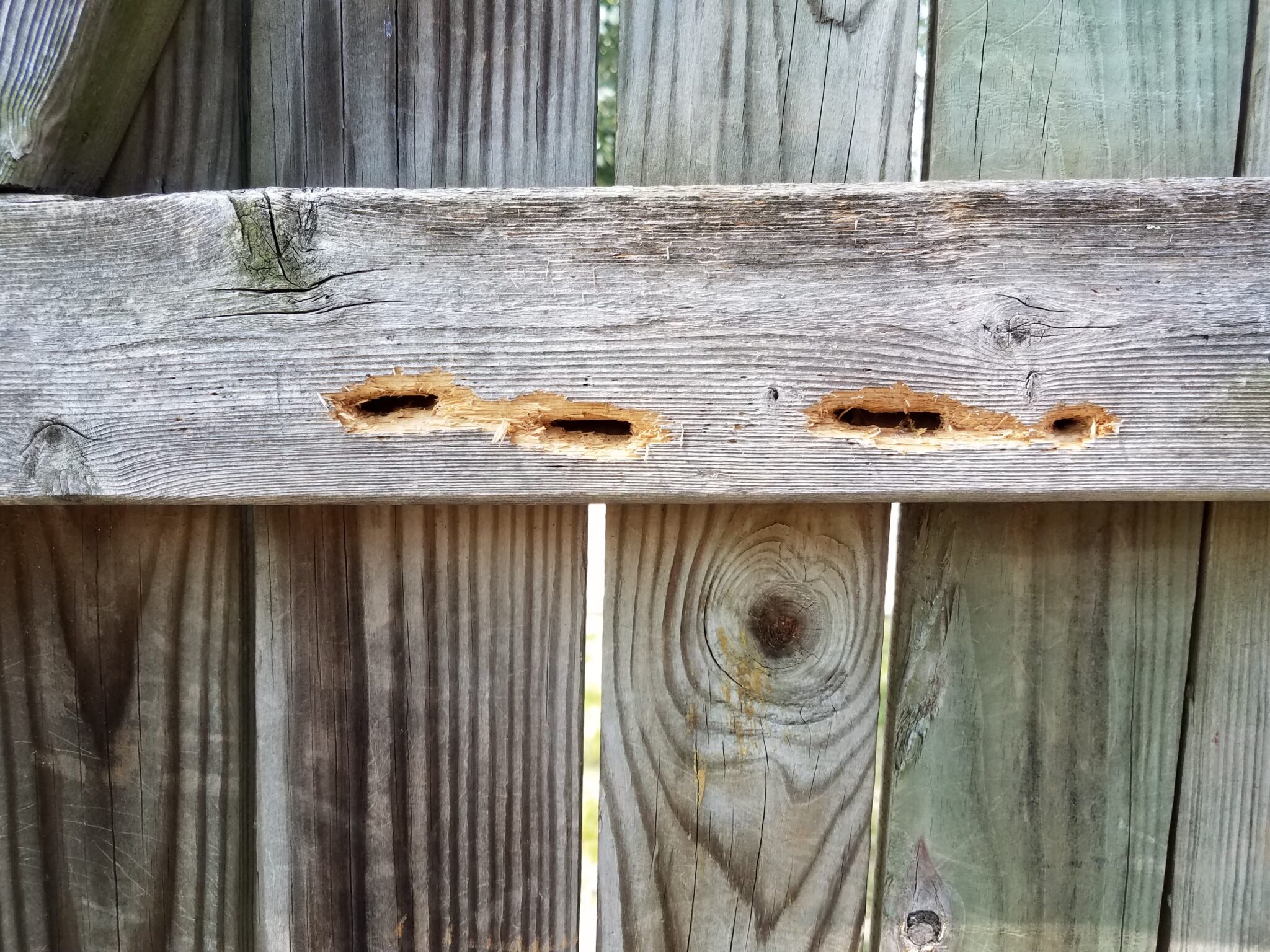 Do Carpenter Bees Really Pose A Danger? Home Run Pest