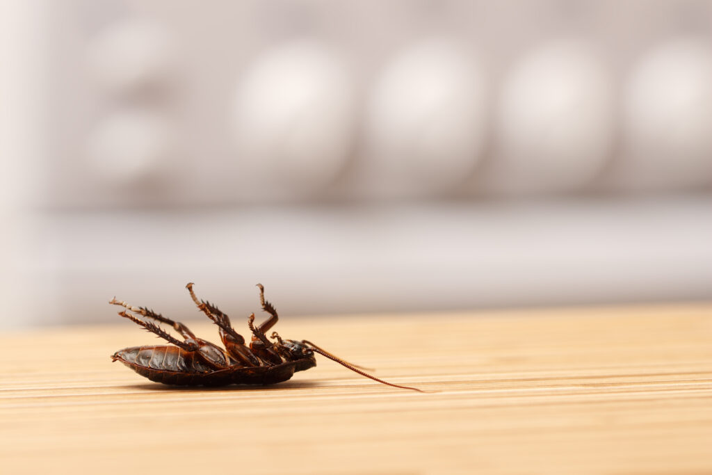 3 Things To Do In The Winter For Pest Control