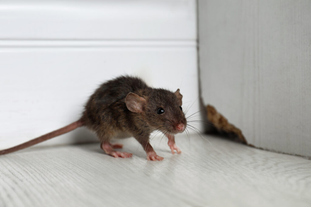 Effective Ways of Getting Rid of Rodents in Your Home