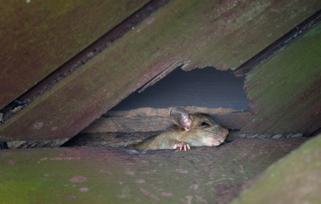 Roof Rats: What You Need to Know About Them