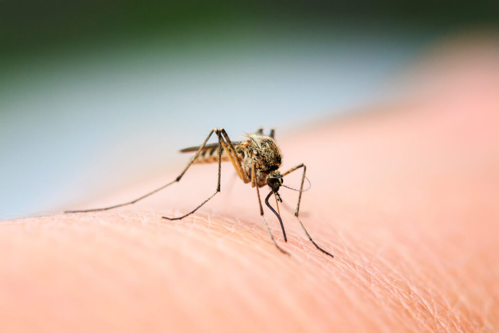 All About Mosquitoes: Understanding and Controlling These Pests
