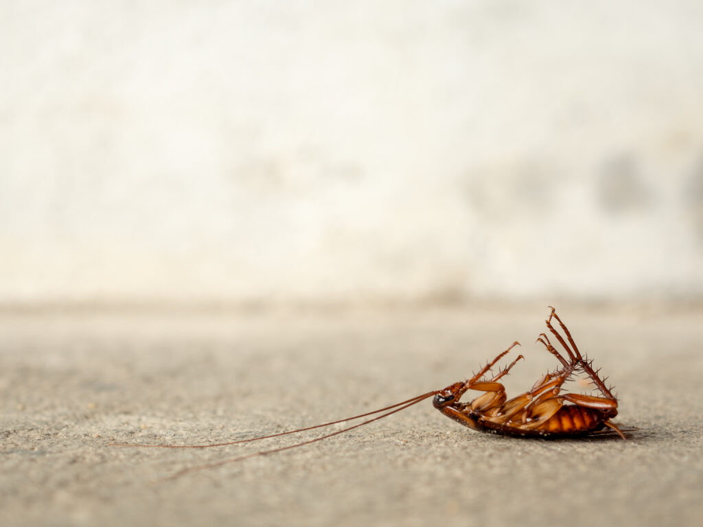 The Role of Preventative Pest Control in Protecting Your Home