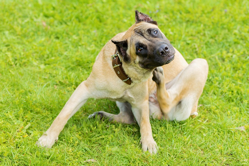 Winning the Fight Against Fleas: Your Ultimate Guide to Flea Prevention