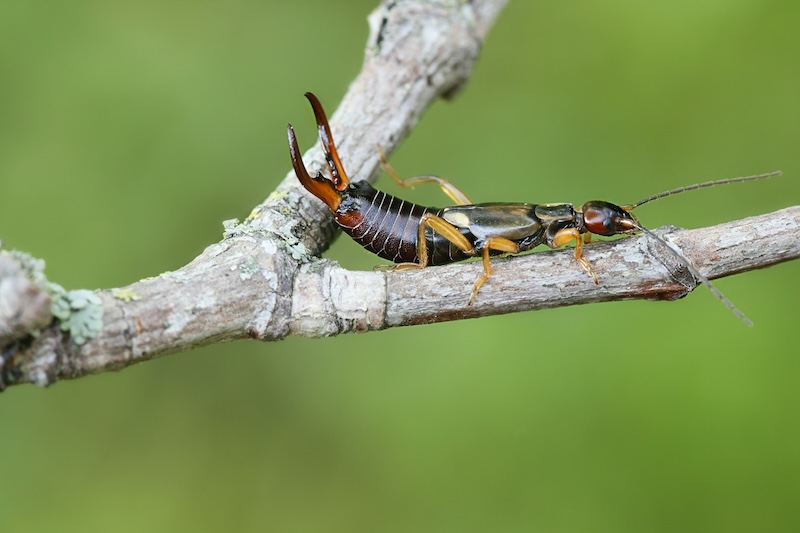 Earwigs: Unwanted Guests in Your Texas Home (and How to Get Rid of Them)