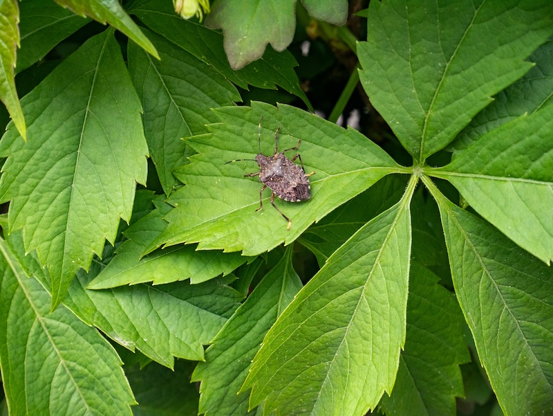 Stink Bugs on the Prowl: Springtime Prevention and Elimination Strategies