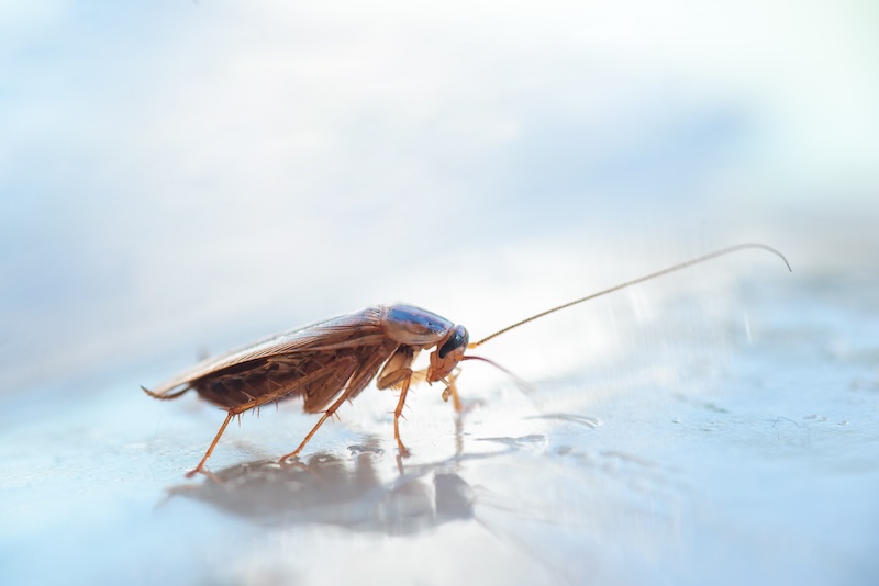 Cockroach Control Protection Plans: Keeping Your Home Roach-Free Year-Round