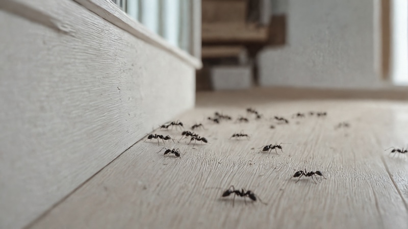 Ants in Winter? Understanding and Controlling Winter Ant Infestations