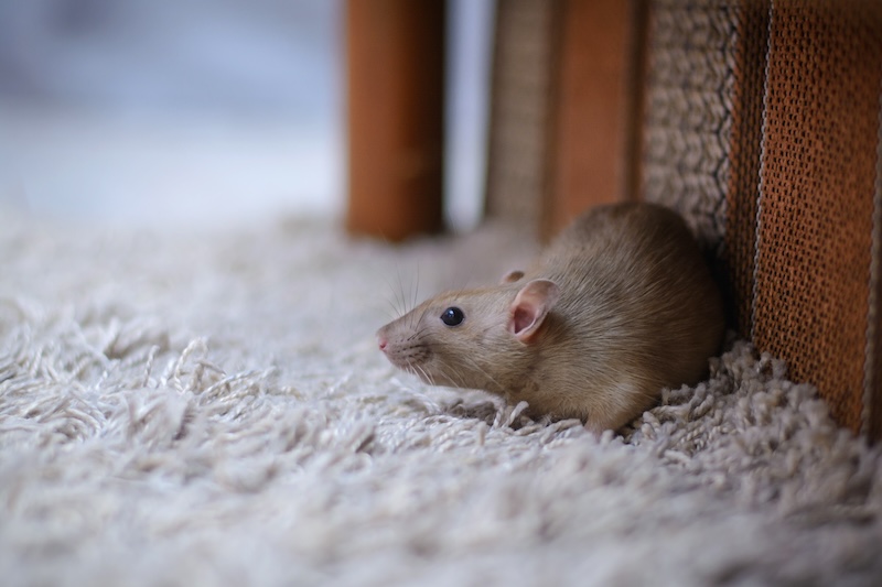 Winter Pest Control: DIY Tips to Keep Your Home Cozy and Critter-Free!