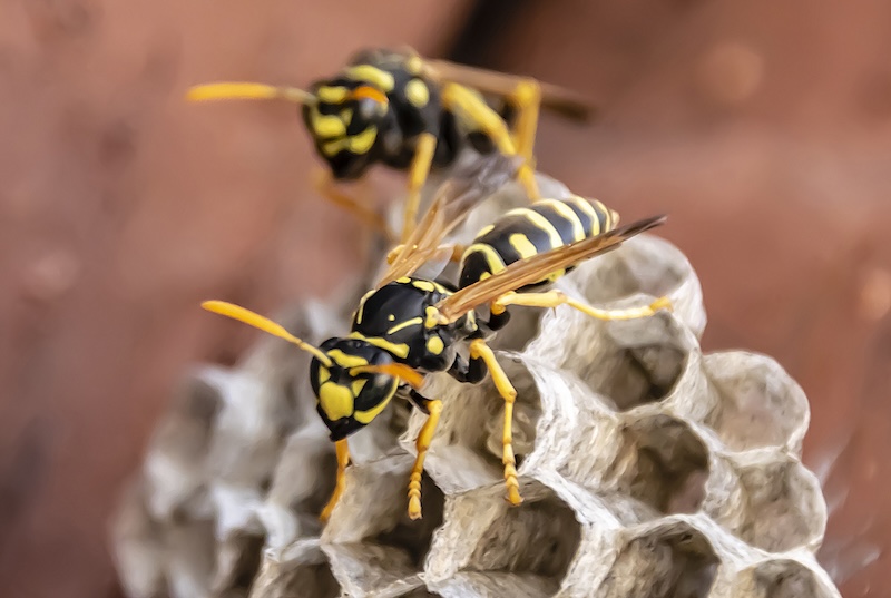 What Type of Wasp Do I Have? Texas Homeowner's Complete Guide