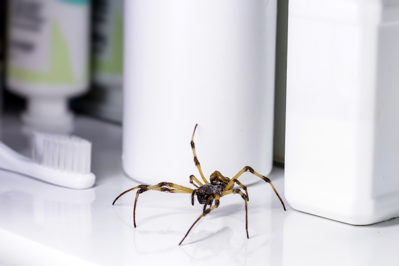 Winter Spider Control: Keeping Arachnids at Bay