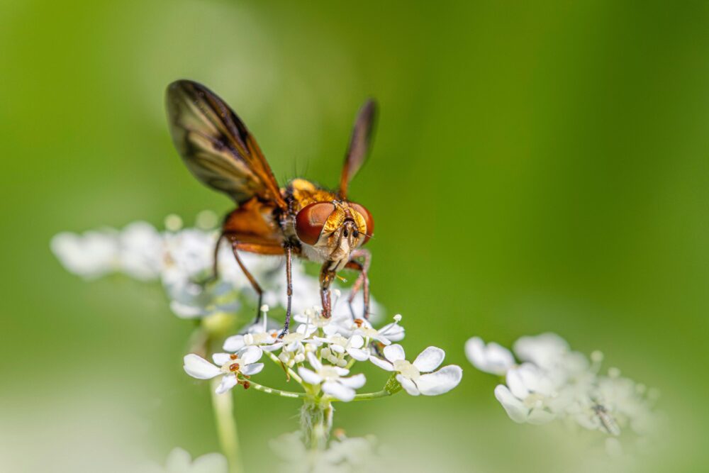fly prevention dallas flies